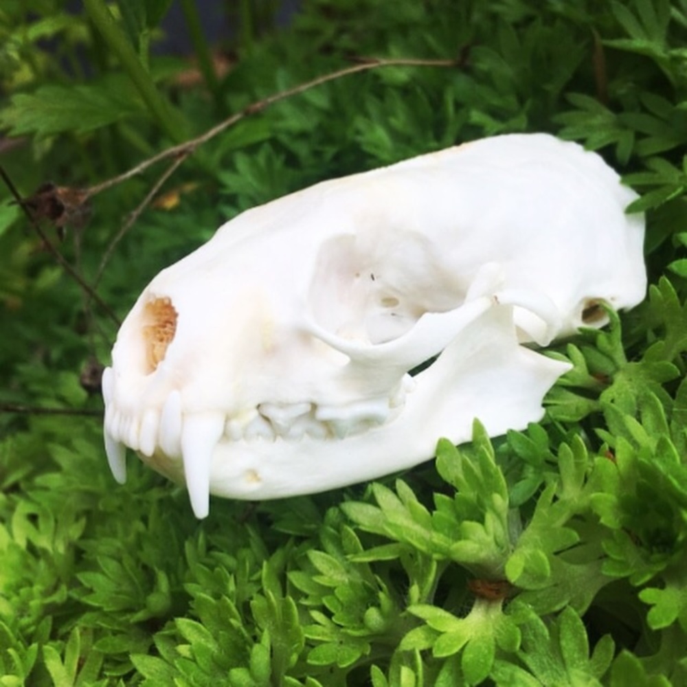 Genuine Mink Skull Oddity Taxidermy Decor Craft